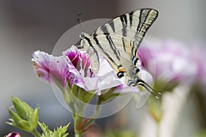 Macaon butterfly photo