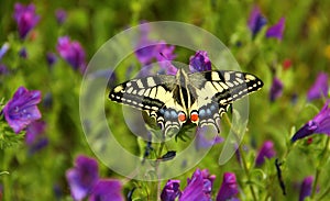 Macaon butterfly in the countryside near Blera, Italy photo