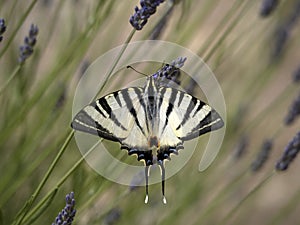 Macaon colorful butterfly on lavander photo