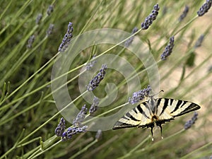 Macaon colorful butterfly on lavander photo