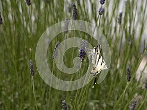 Macaon colorful butterfly on lavander photo