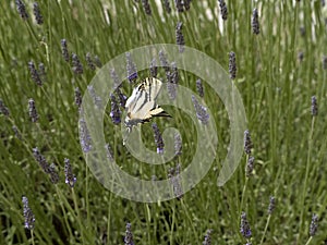 Macaon colorful butterfly on lavander photo