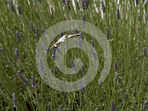 Macaon colorful butterfly on lavander photo