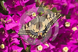 Close-up of a macaon-type butterfly, Papilio machaon photo