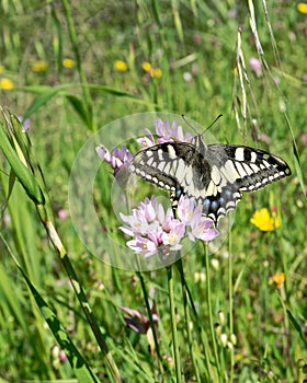 Macaone butterfly resting on a flower of wild onion. Sardinia, M photo