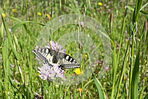 Macaone butterfly resting on a flower of wild onion. Sardinia, M photo