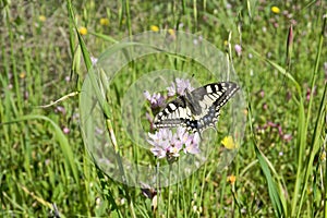 Macaone butterfly resting on a flower of wild onion. Sardinia, M photo