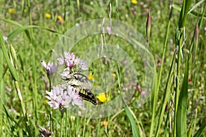 Macaone butterfly resting on a flower of wild onion. Sardinia, M photo