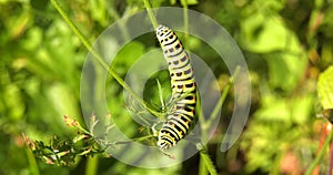 Macaone Papilio machaon moth insect