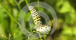 Macaone Papilio machaon moth insect