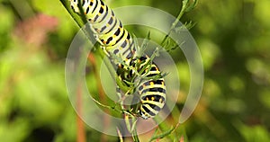 Macaone Papilio machaon moth insect