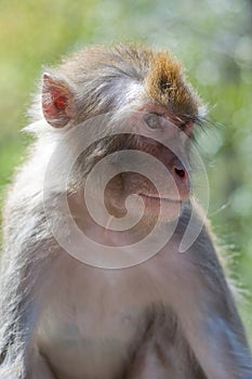 Macaque