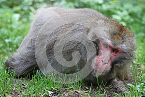 Macaque