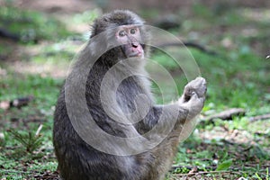 Macaque