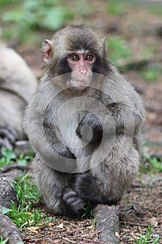 Macaque