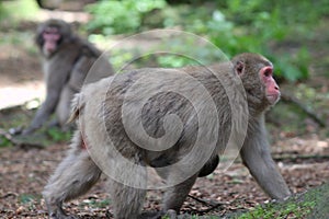 Macaque