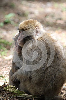 Macaque