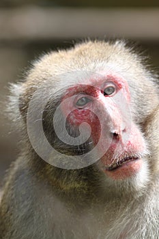 Macaque