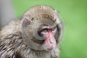 Macaque