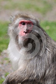 Macaque