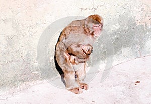 Macaque