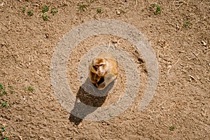 Macaque alone sitting on dry ground and looking to the camera.