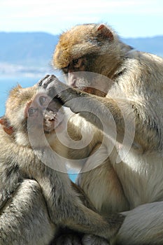 Macaque Apes grooming on the Rock of Gibraltar photo