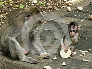 Macaque and baby feeding on sweet potato at ubud, bali