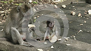 Macaque and baby feeding on sweet potato at ubud, bali