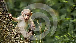 A macaque baby getting curious on seeing the camera