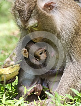 Macaque baby hugging mom