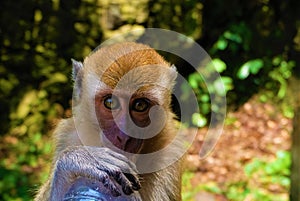 Macaque with bottle in thailand