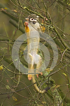 Macaque climbing a tree