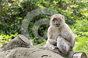 Un adulto macacos relajante sobre el caído acceso en amanecer 