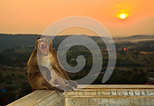 Macaque or Crab-eating macaque