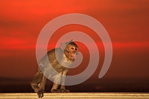 Macaque or Crab-eating macaque