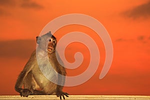 Macaque or Crab-eating macaque