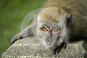 Macaque crouching down photo