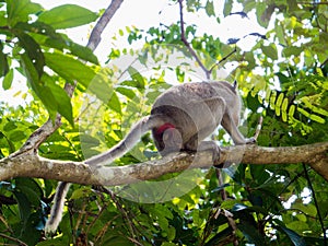 Macaque defecating in the nature