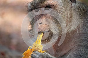 Macaque eating a fresh mango photo