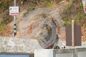 Macaque eating while perched on low wall