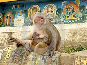 Macaque feeding its young in Kathmandu