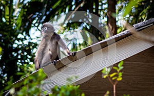 Macaque glasses