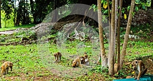 Macaque on the grass in Peradeniya Royal Botanic Gardens located near Kandy city, Sri Lanka