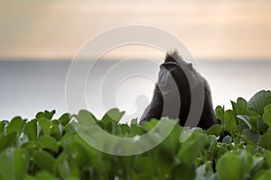 Macaque in green leafs