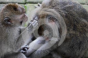 Macaque grooming