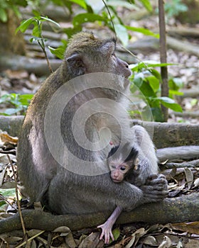 Macaque and her Baby in the Monkey Forest, Ubud Bali