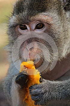 Macaque holding a delicious mango, and it is missing a hand photo