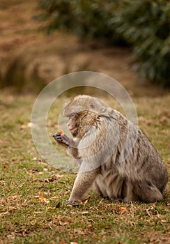 Macaque Inspecting a carrot at feeding time