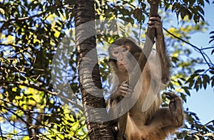 Macaque living in Wulingyuan, Zhangjiajie